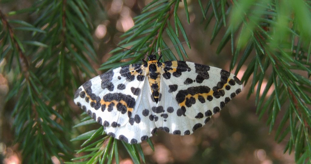 Plamiec agreściak (Abraxas grossulariata)
