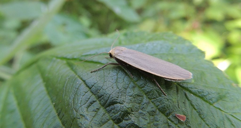 Fałdówka szarynka (Eilema griseola)