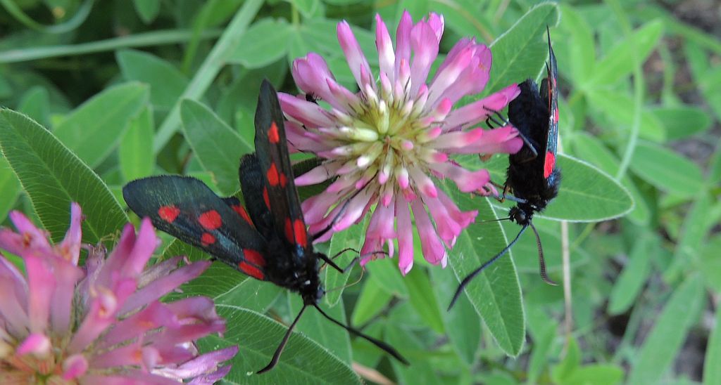 Kraśnik pięcioplamek (Zygaena trifolii)