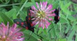 Kraśnik pięcioplamek (Zygaena trifolii)