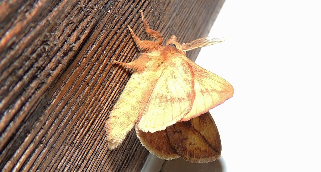 Barczatka napójka, napójka łąkówka (Euthrix potatoria)