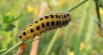 Kraśnik sześcioplamek (Zygaena filipendulae)