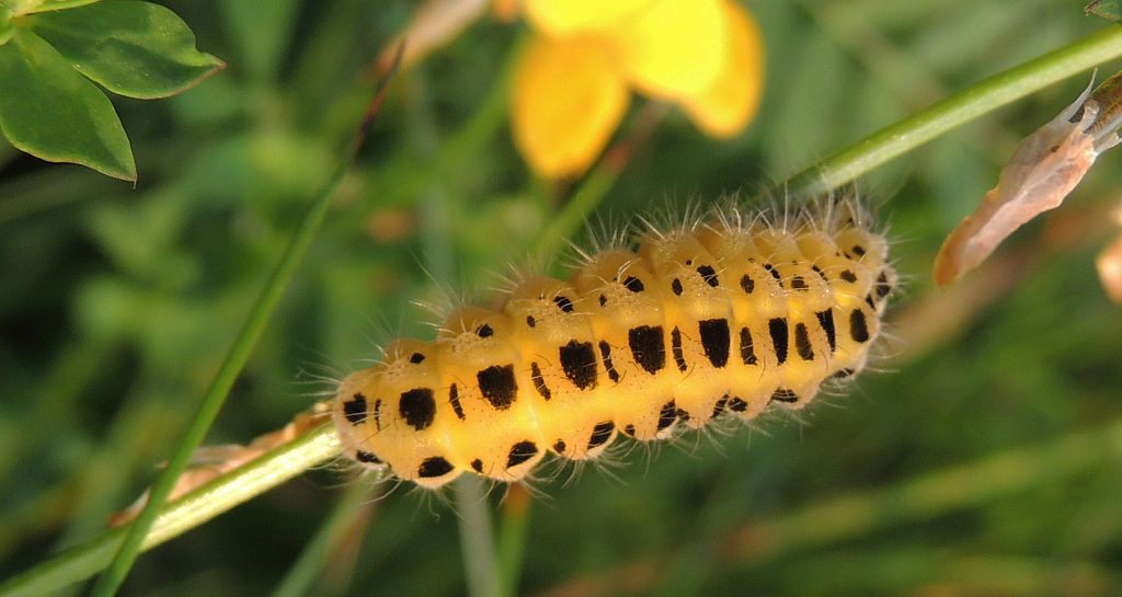 Kraśnik sześcioplamek (Zygaena filipendulae)