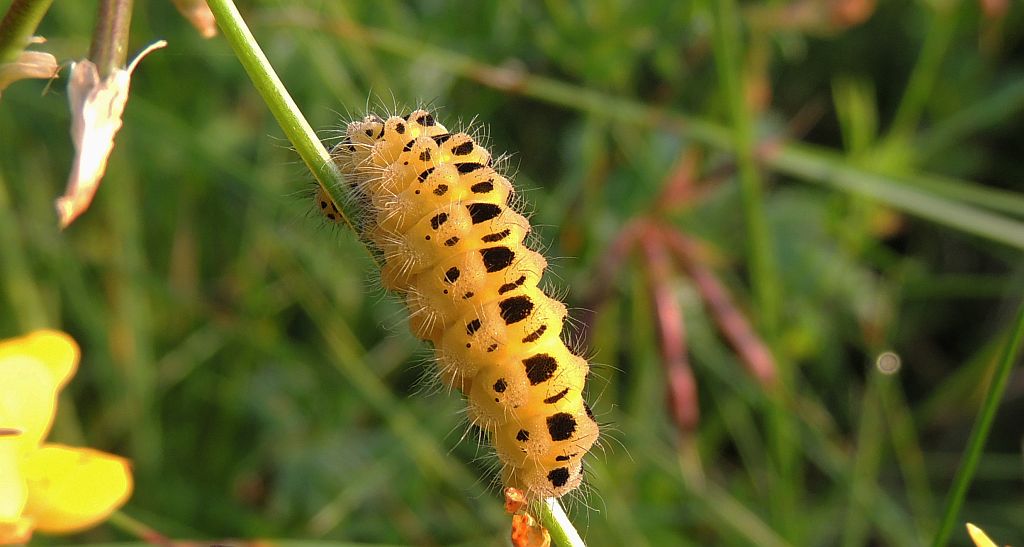Kraśnik sześcioplamek (Zygaena filipendulae)