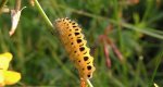 Kraśnik sześcioplamek (Zygaena filipendulae)