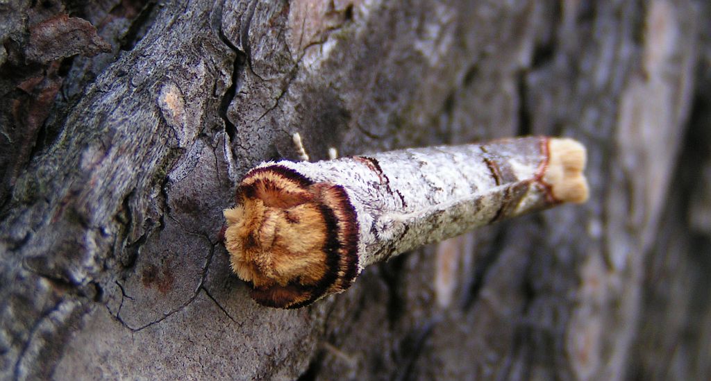 Narożnica zbrojówka (Phalera bucephala)