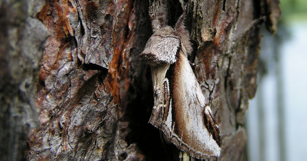 Garbatka brzozówka (Pheosia gnoma)