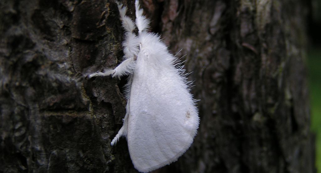 Kuprówka rudnica (Euproctis chrysorrhoea)