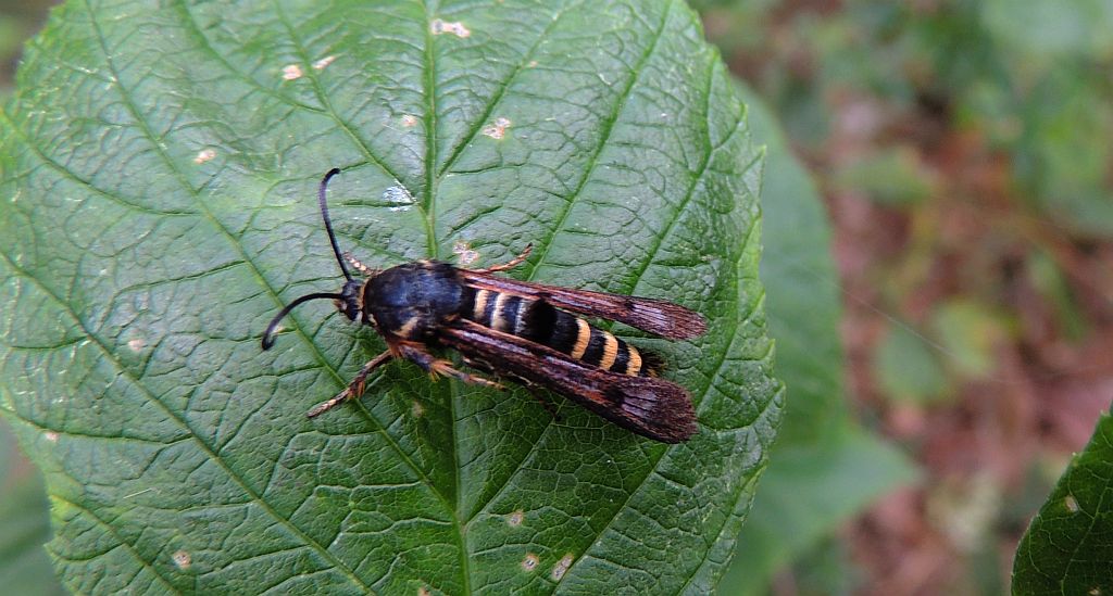 Przeziernik malinowiec (Pennisetia hylaeiformis)