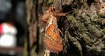 Krótkowąs leśny (Triodia sylvina)
