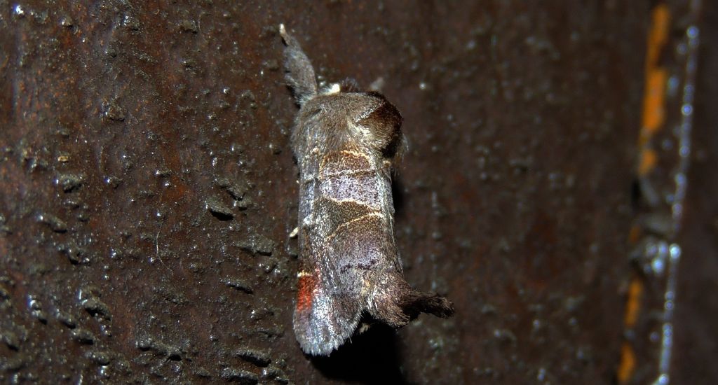 Wzjeżka spalica (Clostera pigra)
