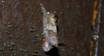 Wzjeżka spalica (Clostera pigra)