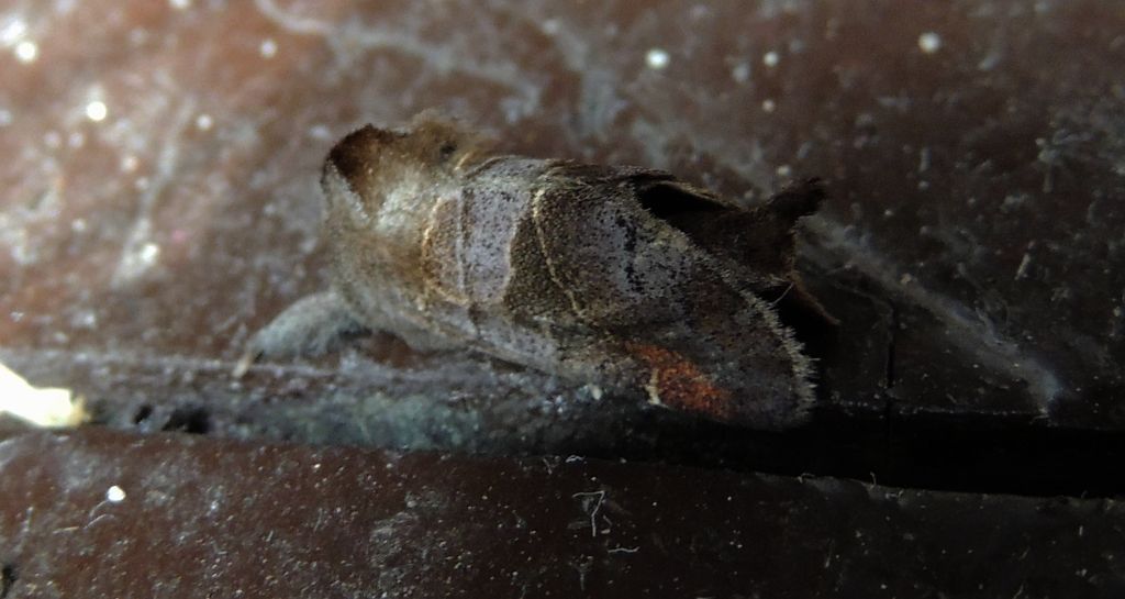 Wzjeżka spalica (Clostera pigra)