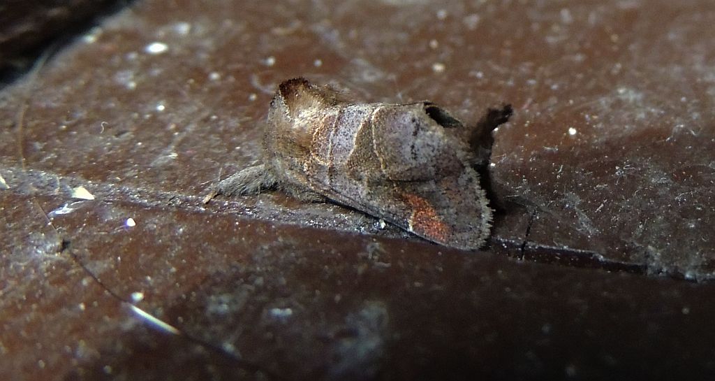 Wzjeżka spalica (Clostera pigra)
