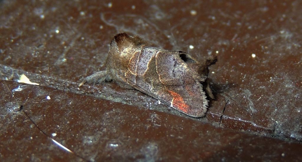 Wzjeżka spalica (Clostera pigra)