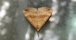 Rozszczepka śnicianka (Hypena proboscidalis)