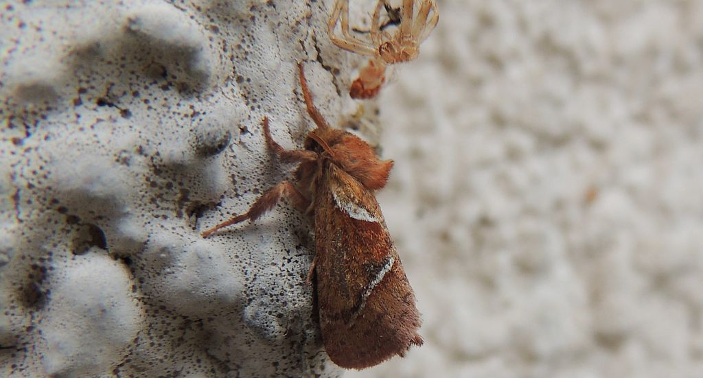 Krótkowąs leśny (Triodia sylvina)