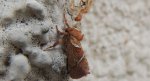 Krótkowąs leśny (Triodia sylvina)