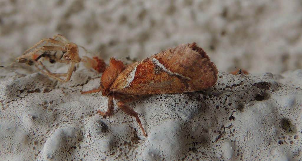 Krótkowąs leśny (Triodia sylvina)