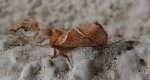 Krótkowąs leśny (Triodia sylvina)