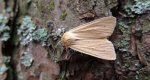 Mokradlica (Mythimna pallens)