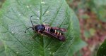 Przeziernik malinowiec (Pennisetia hylaeiformis)
