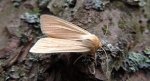 Mokradlica (Mythimna pallens)