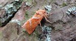 Krótkowąs leśny (Triodia sylvina)