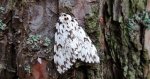 Brudnica mniszka (Lymanria monacha)