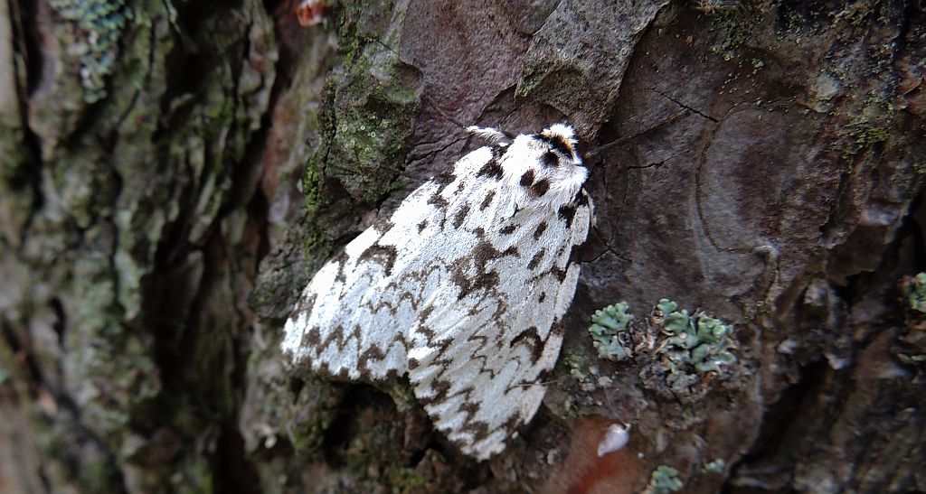 Brudnica mniszka (Lymanria monacha)