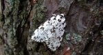 Brudnica mniszka (Lymanria monacha)