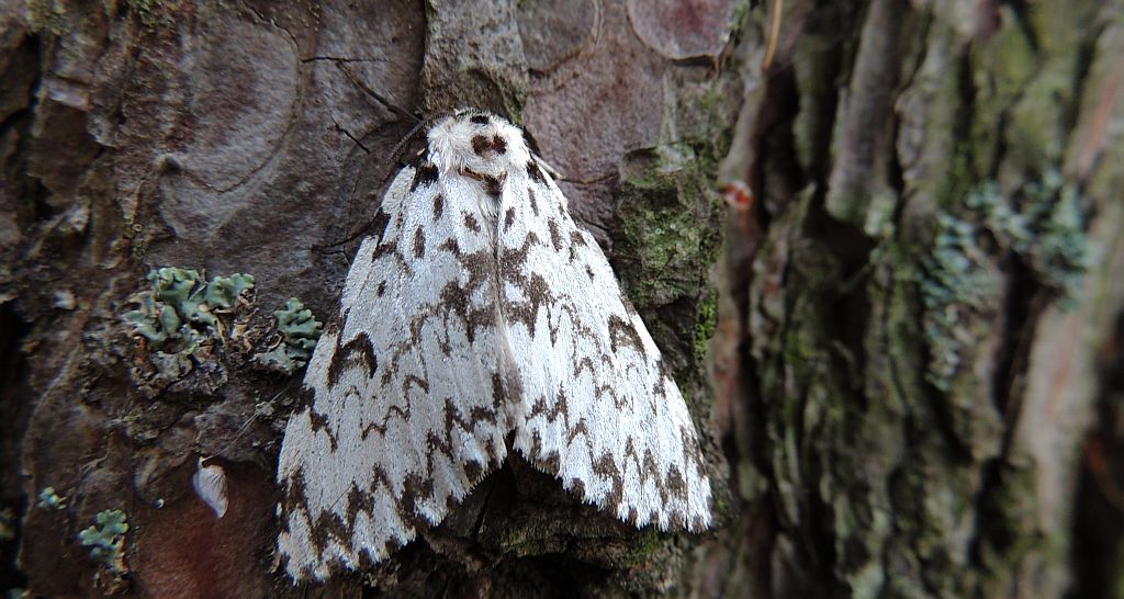 Brudnica mniszka (Lymanria monacha)