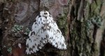 Brudnica mniszka (Lymanria monacha)