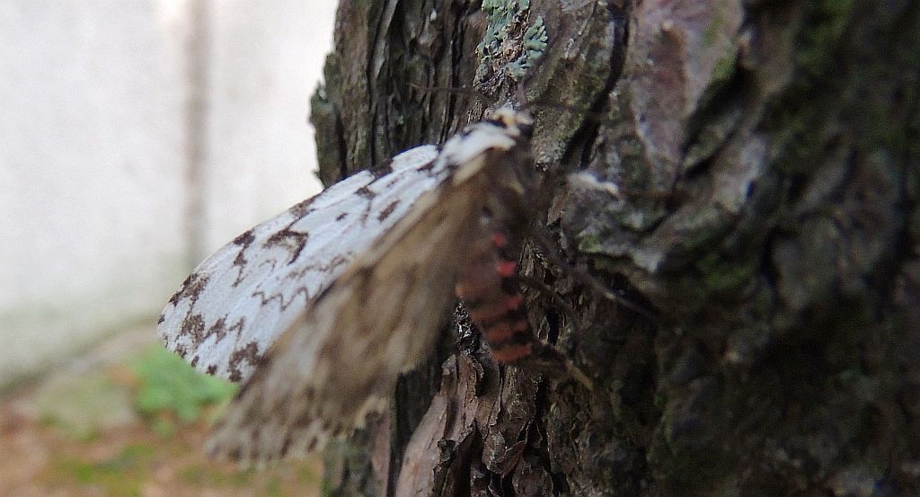 Brudnica mniszka (Lymanria monacha)