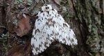 Brudnica mniszka (Lymanria monacha)