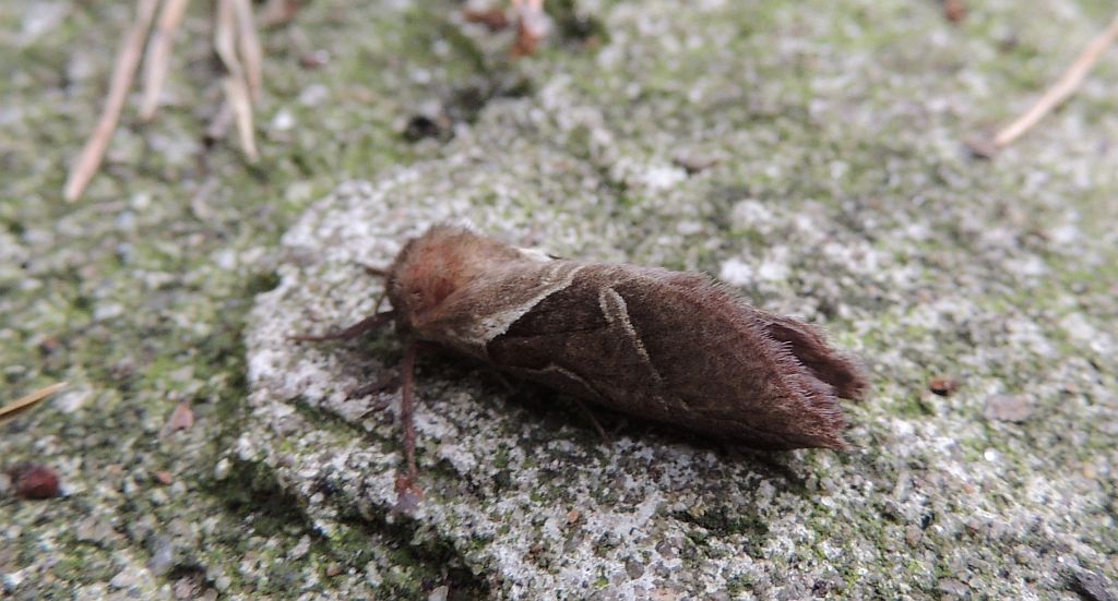 Krótkowąs leśny (Triodia sylvina)