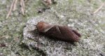 Krótkowąs leśny (Triodia sylvina)