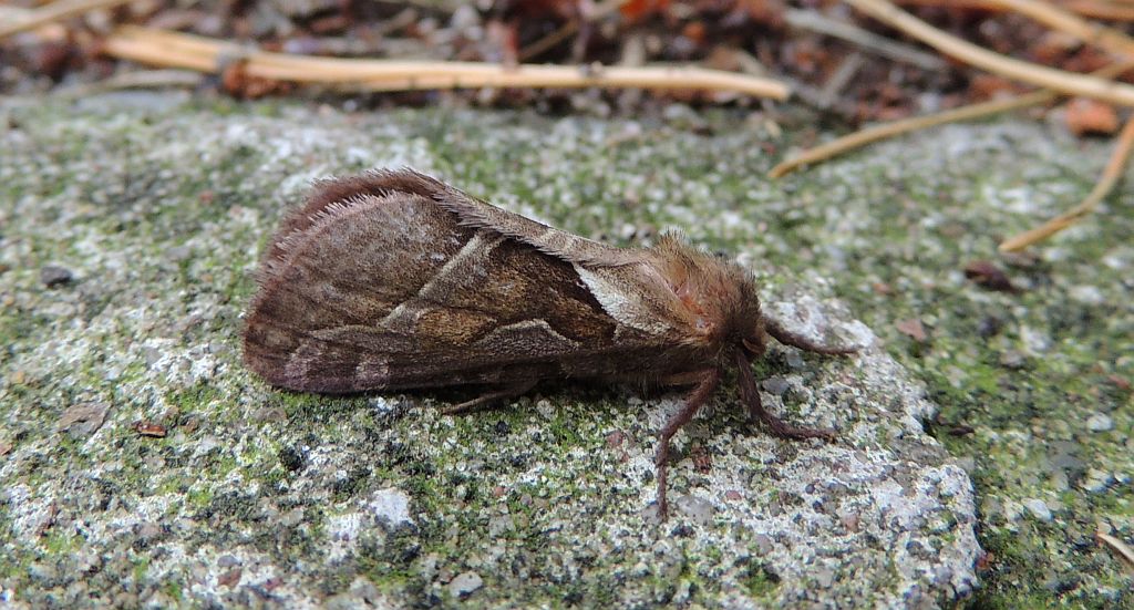 Krótkowąs leśny (Triodia sylvina)