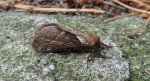 Krótkowąs leśny (Triodia sylvina)