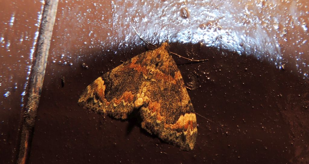 Paśnik cytryniak (Dysstroma citrata)