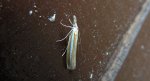 Agriphila selasella