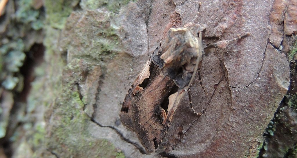 Rolnica panewka (Rhyacia c-nigrum L)