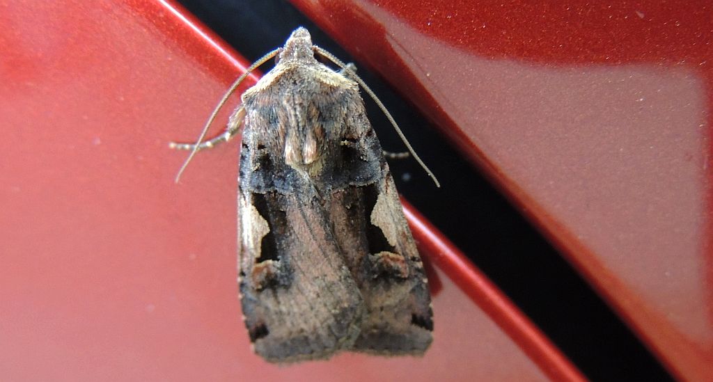 Rolnica panewka (Rhyacia c-nigrum L)