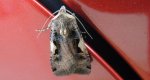 Rolnica panewka (Rhyacia c-nigrum L)