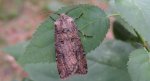 Agrotis clavis