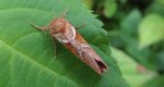 Krótkowąs leśny (Triodia sylvina)
