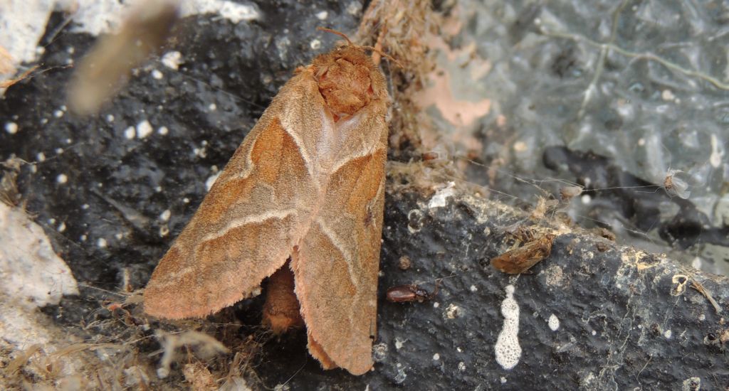 Krótkowąs leśny (Triodia sylvina)