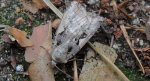 Rolnica panewka (Rhyacia c-nigrum L)