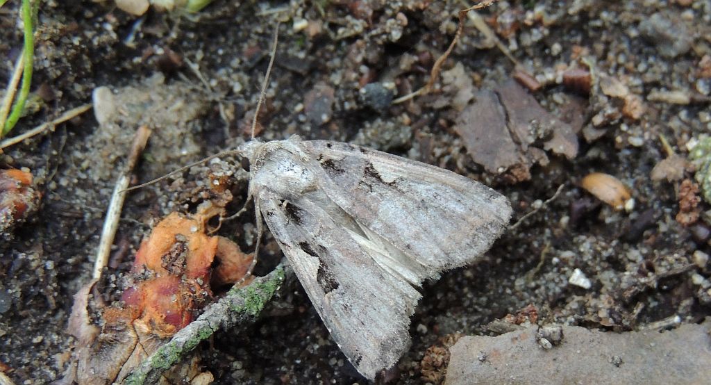 Rolnica panewka (Rhyacia c-nigrum L)