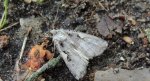 Rolnica panewka (Rhyacia c-nigrum L)